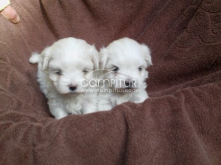 Bichon maltes