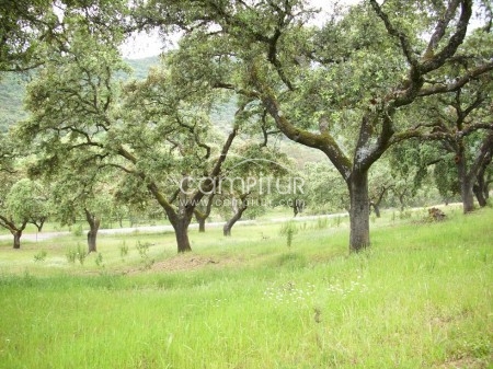 Foto 4 de Finca 20 Hectareas /TURISMO RURAL/ Cazalla de la Sierra