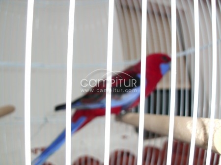 se vende loro crimson