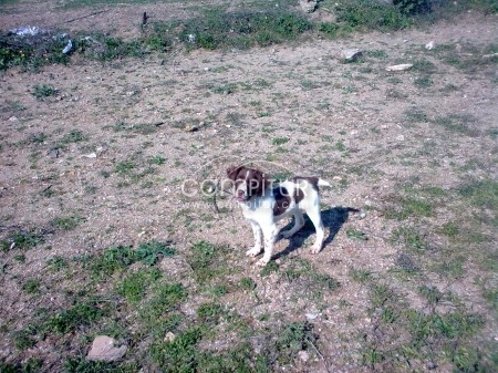 VENDO BRETON HEMBRA