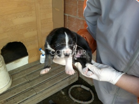 cachorro border collie