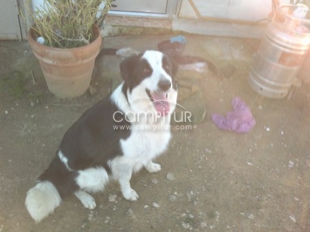 Foto 2 de cachorro border collie