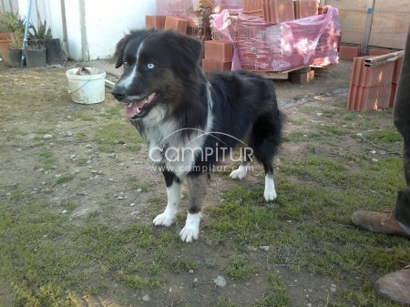 Foto 3 de cachorro border collie