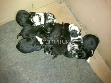 Foto 4 de cachorro border collie