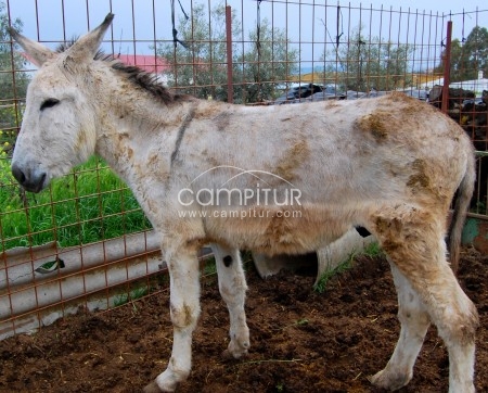 Burro para montas