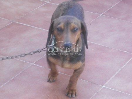 perro teckel