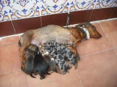 se vende cachoras raza teckel