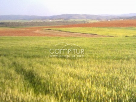 Foto 2 de parcela rustica con casa en azuaga