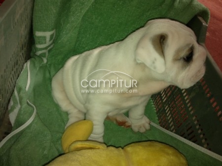 Foto 2 de Bulldog inglés