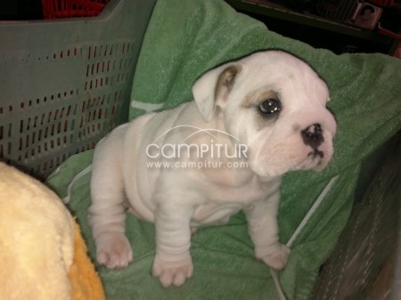 Foto 3 de Bulldog inglés