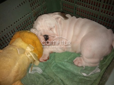 Foto 4 de Bulldog inglés