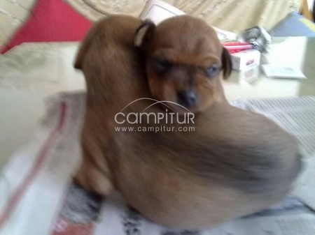 VENDO CACHORRILLOS PINCHES 