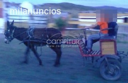 Vendemos burro