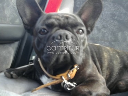 BULLDOG FRANCES PARA MONTAS