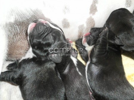 camada de BULLDOG FRANCES