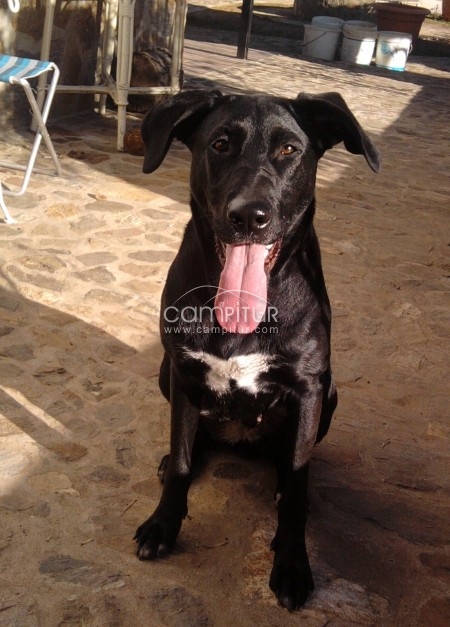 Se regalan cachorros cruce de labradora negra y podeco canela.