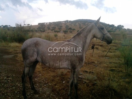 se vende potra torda