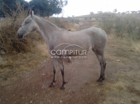 Foto 2 de se vende potra torda
