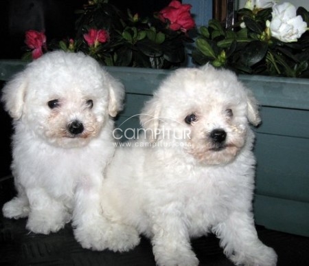 bichon frise sierra de gata   listos para ser entregados