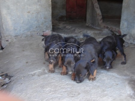 SE VENDEN CAMADA JACK TERRIER