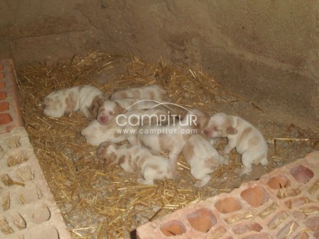 SE VENDE CAMADA DE PRETONES