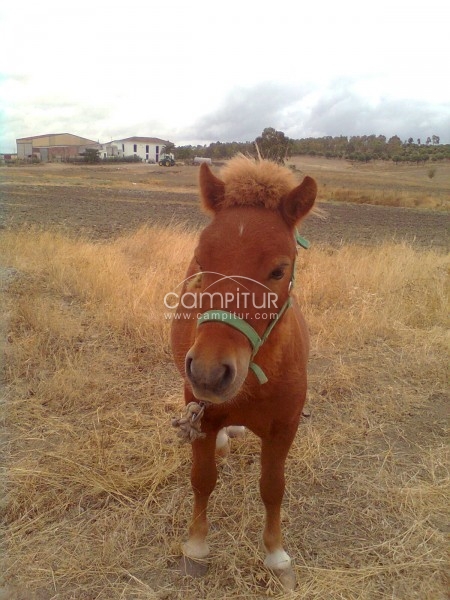 PONIS