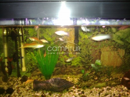 venta de peces