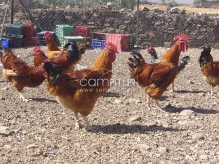 Pollos de campo