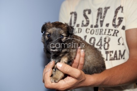 Foto 2 de Se busca familia de adopción para un cachorro