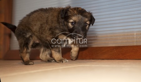 Foto 3 de Se busca familia de adopción para un cachorro