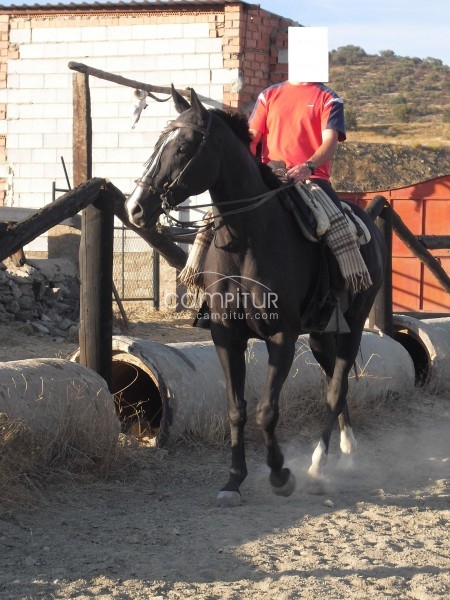 Foto 2 de Jaca Anglo-Arabe