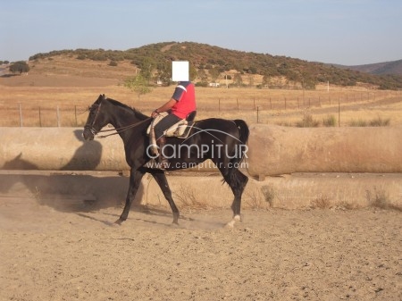 Foto 3 de Jaca Anglo-Arabe