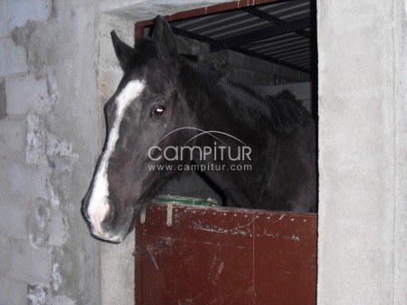 Foto 4 de Jaca Anglo-Arabe