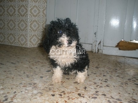 perro de aguas