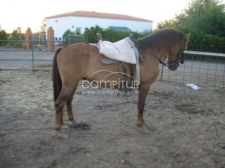 vendo caballo