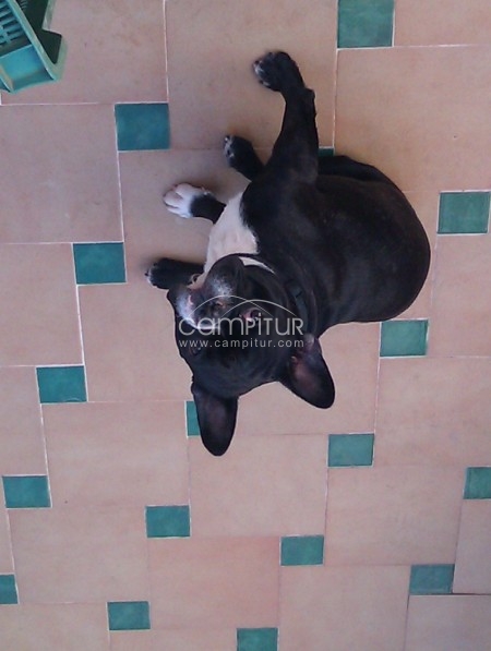 bulldogfrances para monta