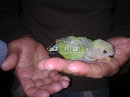 VENDO AGAPORNIS