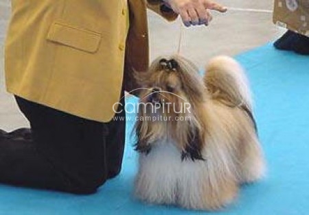 Se vende cachorrita tibetana