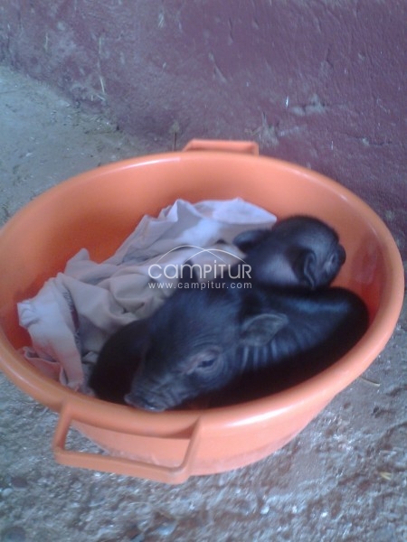 Venta de Cerdos Vietnamitas.( Enanos)