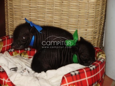 Foto 3 de Venta de Cerdos Vietnamitas.( Enanos)