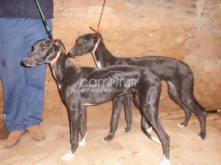 se vende 2 galgas