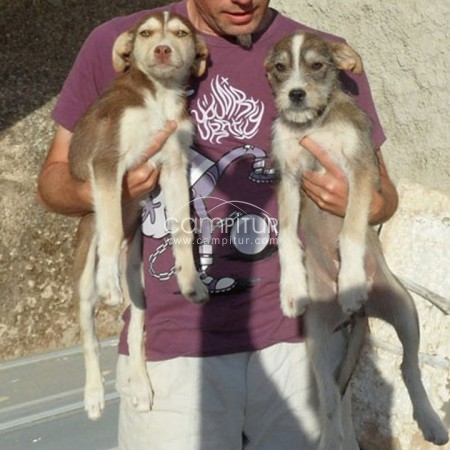 Cachorritas esperan ser adoptadas!!