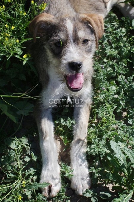 Foto 2 de Cachorritas esperan ser adoptadas!!