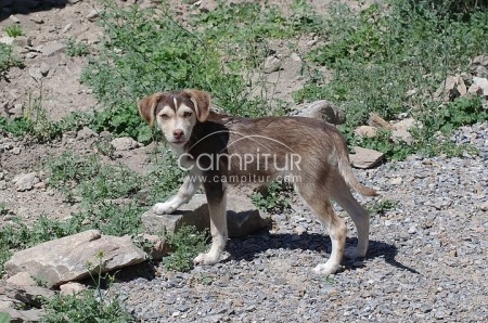 Foto 3 de Cachorritas esperan ser adoptadas!!