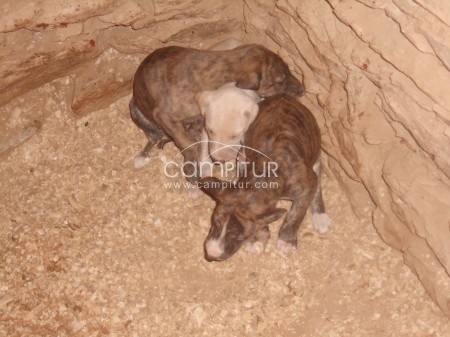 se vende camada de galgo español