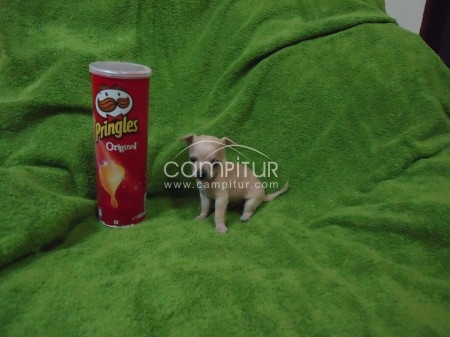 Chihuahuas!!!Perritos del Zaucejo