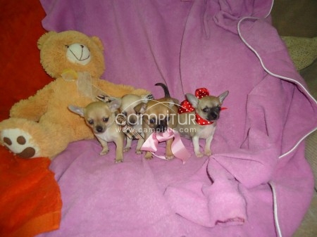 Foto 3 de Chihuahuas!!!Perritos del Zaucejo