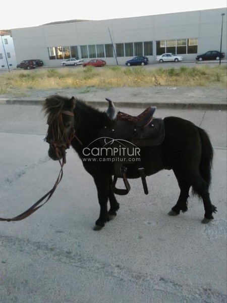 VENDO BONITO PONY DE DOS AÑOS.