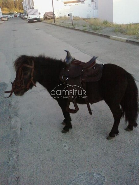 Foto 2 de VENDO BONITO PONY DE DOS AÑOS.