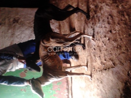 se vende dos galgo